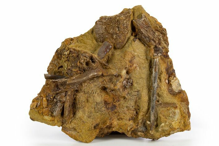 Fossil Dinosaur Bones & Ossified Tendons in Sandstone - Wyoming #330919